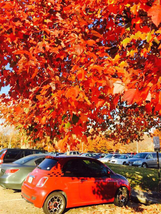 NCAA:柏林格林大学VS威廉玛丽大学的简单介绍 第1张 NCAA:柏林格林大学VS威廉玛丽大学的简单介绍 第1张