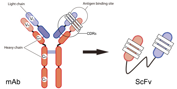 包含西协丙14组：SP维拉弗朗卡VSCD格沃拉的词条  第1张